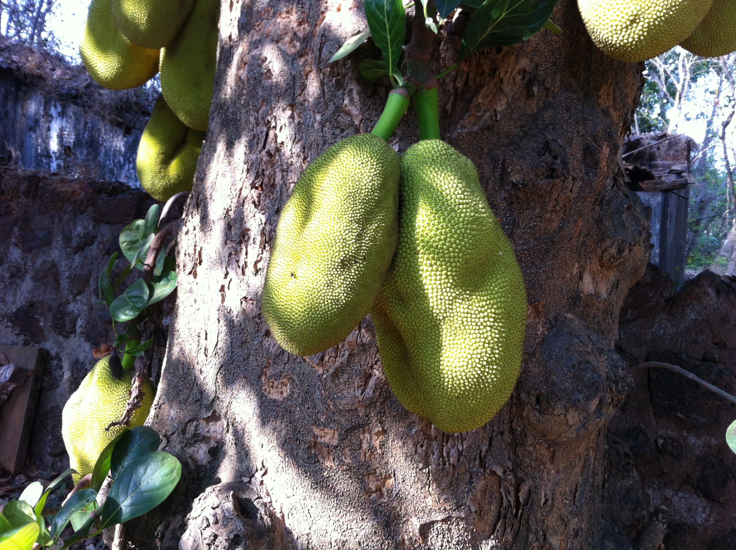 Grüne Jackfruit am Baumstamm in Goa.