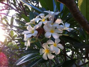 Weiße Frangipani Blüten am Baum