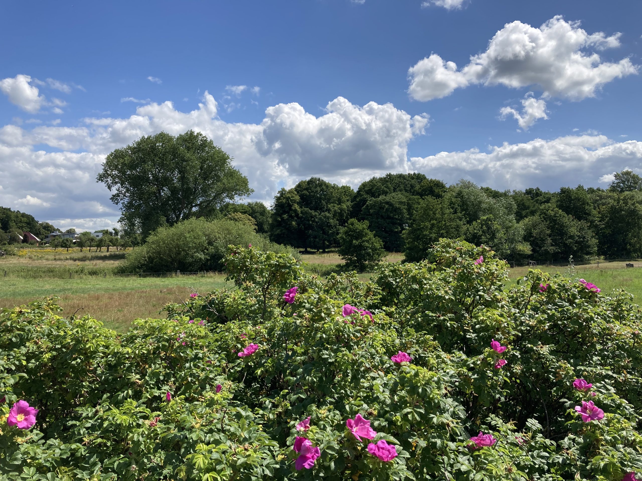 Ausblick aus dem Fenster, Wiese, Heckenrosen, Bäume, blauer Himmel und weiße Wolken